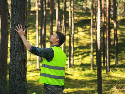 Tree inspections & reports